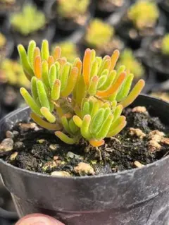 2025年最新】ドロサンテマム 多肉の人気アイテム - メルカリ