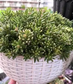 多肉植物 アルブムスプレンドレ&セダムセット szk51様専用 - メルカリ