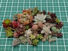 18.ちまちま寄せ植えセット　カット苗セット　多肉植物