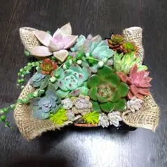 多肉植物　多肉弁当　多肉寄せ植えセット　抜き苗　カット苗
