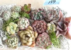 2026年最新】韓国苗多肉植物の人気アイテム - メルカリ
