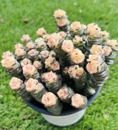 かりんとう様 リクエスト 2点 まとめ商品