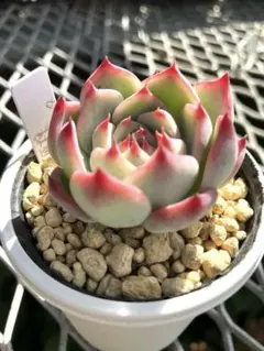 多肉植物エケベリア　原種コロラータ