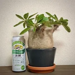 2025年最新】パキポディウム グラキリス 現地球の人気アイテム