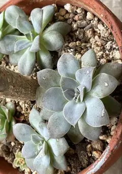 男*屋様 BR1019　粉月影　6株　抜き苗　多肉植物 エケベリア 男*屋様 BR1019 粉月影 6株 抜き苗 多肉植物 エケベリア - メルカリ