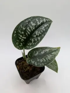 elle plant様 リクエスト 2点 まとめ商品