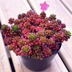 2026年最新】レッドベリー多肉植物の人気アイテム - メルカリ