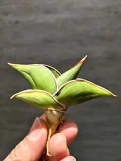 2026年最新】サンスベリア ロリダ 斑入りの人気アイテム - メルカリ