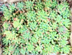 1.多肉植物　乙女心　50カット苗宅急便コンパクト箱いっぱい　大量　画像現品