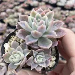 2026年最新】桜子多肉植物の人気アイテム - メルカリ