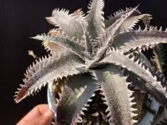 Dyckia 'Snow Shark' 種子30粒ぐらい ディッキア② - メルカリ