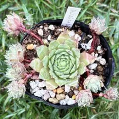 センペルビウム アラクノイデウム 錦 斑入り 超レア - メルカリ
