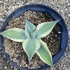 2025年最新】アガベオルカの人気アイテム - メルカリ