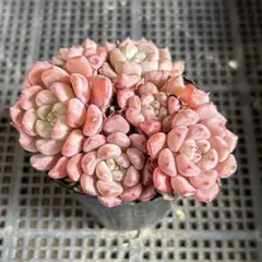 サッチン様 リクエスト 2点 まとめ商品