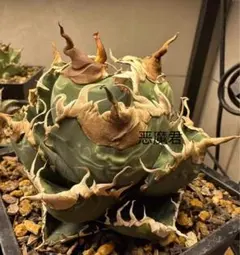 2026年最新】アガベ悪魔くんの人気アイテム - メルカリ