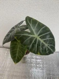 ✯ A.Arcturus ✯様 リクエスト 3点 まとめ商品