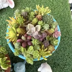 多肉植物 カット苗　寄せ植えセット