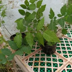 タラの芽２株のサムネイル