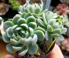 さ*ち様 三日月　ミックスベリア　おらいさん　土付き発送　多肉