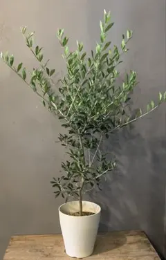 オリーブの木 ネバディロブランコ テラコッタ鉢植え 苗 - メルカリ