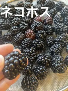 ブラックベリー　トリプルクラウン 取り木