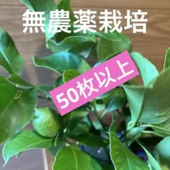 レモンの葉　　50枚以上 無農薬栽培のサムネイル