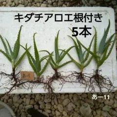 キダチアロエ 根付き 5本セットのサムネイル