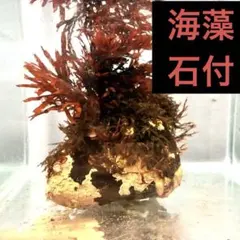 8番！紅藻付き！石灰藻が付着した石　海藻　石　岩　海　アクアリウム