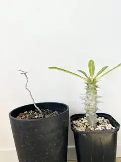 2026年最新】パキプス 鉢の人気アイテム - メルカリ