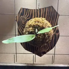 キッチャクード Mt. Kitshakood タイ由来 ビカクシダ 胞子培養 - メルカリ