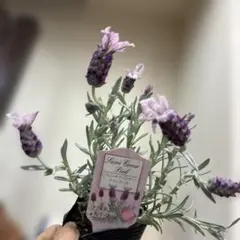 フレンチラベンダー Sacré Coeur Pink、抜き苗をネコポス発送