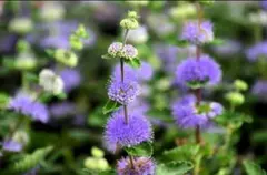 サラ様 リクエスト 3点 まとめ商品