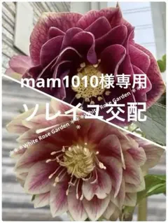 mam1010様 リクエスト 3点 まとめ商品