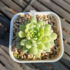 2026年最新】おらいさん苗 ちょこんの人気アイテム - メルカリ