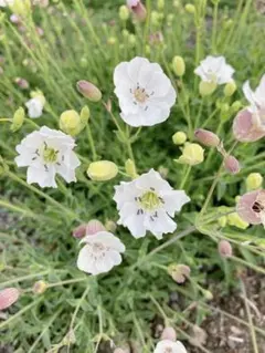 シレネ ユニフローラ 花の種のサムネイル