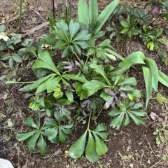 ひろちゃん様ご専用