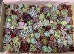 小さなカット苗　多肉植物　42