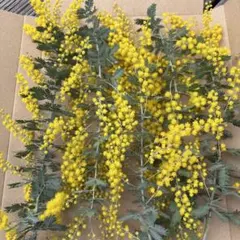 2026年最新】三角葉 ミモザの人気アイテム - メルカリ