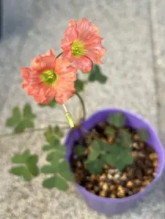 オキザリス　sp.orenge var.Kumquatのサムネイル