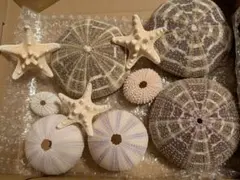 ウニの殻 貝殻 紫ウーチン ヒトデ 処分品 コンパクト便 3
