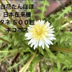 2026年最新】タンポポ 苗の人気アイテム - メルカリ