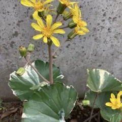 うにねこ様 リクエスト 3点 まとめ商品