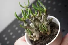 2025年最新】チレコドンの人気アイテム - メルカリ