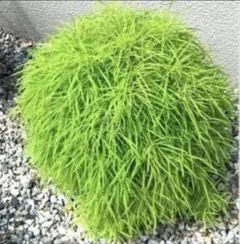 hazakura様 リクエスト 2点 まとめ商品