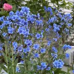 鮮やかな青い小花 シノグロッサムの種