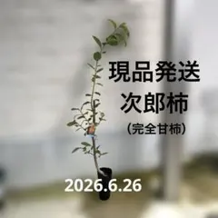 2026年最新】甘柿の人気アイテム - メルカリ