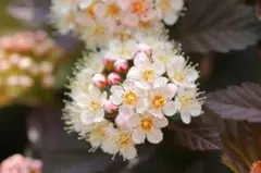 銅葉と薄ピンク色のお花のコントラストが美しい　☘　テマリシモツケ　ディアボロ　☘のサムネイル