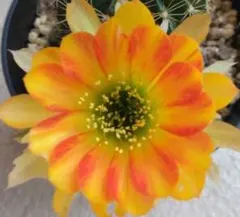 ♥はなこ♥様 リクエスト 2点 まとめ商品