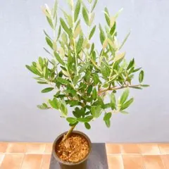 現品　創樹　オリーブの木　オリーブ　ミッション　68番　観葉植物　インテリアのサムネイル