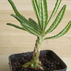 H37 塊根植物ドルステニアギガス ブラータ 大株 鉢のまま発送【落ち葉